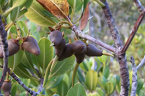 Leaves of the red mangrove.