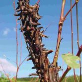 Sawfly larvae aggregation on a branch