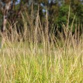 Tall grass with seed heads in focus in the foreground, with blurred trees and greenery in the background