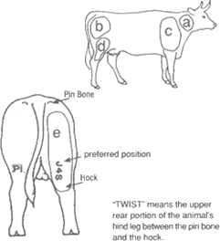Cattle branding positions