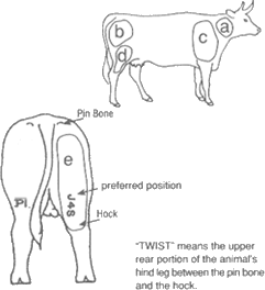 Types of cattle and horse brands | Business Queensland