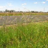 Chilean needle grass plants along a roadside