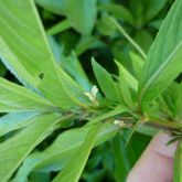 Hygrophila leaves and flower