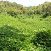 Kudzu large infestation