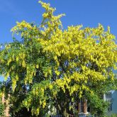 Golden chain tree full tree in flower
