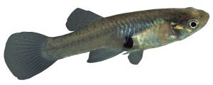 Gambusia or Mosquitofish: restricted noxious fish