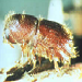 Five-spined bark beetle 