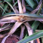 Bacterial heart rot lesions on centre whorl of pineapple plant