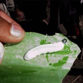 Larvae (Erionota thrax)