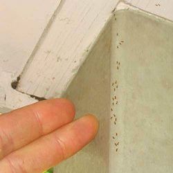 Electric ants are tiny and form slow-moving foraging trails