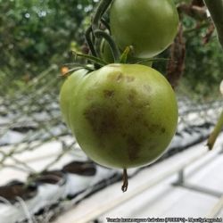 ToBRFV on green tomatoes showing brown spots