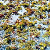 Salvinia infestation close-up