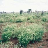 Parthenium infestation