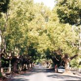 Camphor laurel infestation along roadside