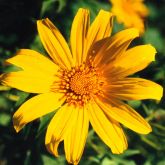 Japanese sunflower flower