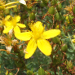 Thumbnail of St John's wort