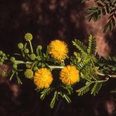 Acacia karroo close up of flowers