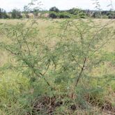 Mimosa bush plant form