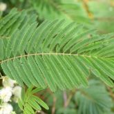 White ball acacia leaf