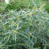 Bathurst burr leaves and burrs