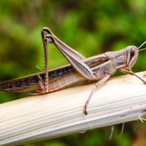 Spur-throated locust