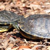 Red-eared slider turtle