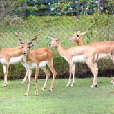 Blackbuck antelope in group