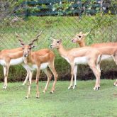 Blackbuck antelope in group