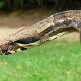 Boa constrictor head