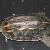 Chinese stripe-necked turtle shell