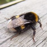 Large earth bumblebee rear view