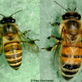 Asian honey bee (left) compared to European honey bee