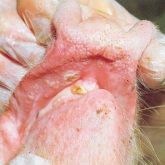 Pig's snout, gum and lips with 1-day-old vesicles.