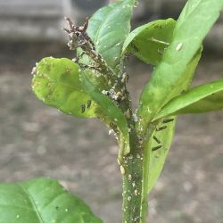 Green distorted leaves with white and black specs on it