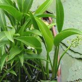 Group of sagittaria platyphylla plants