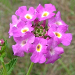 Thumbnail of Creeping lantana