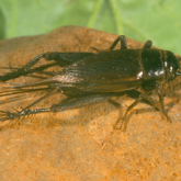 Dark, grasshopper-shaped insect with brown wings folded along the back.