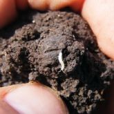 Thin white arthropod perched on a clod of soil held between thumb and index finger