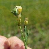 Liquid contents begin to rupture from caterpillar draped over linseed pod