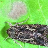 Brown caterpillar moth on leaf 