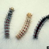 Spongy moth larvae showing different colours