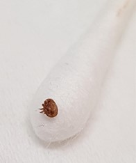 photos of varroa mite specimens resting on the tip of a white cotton bud.