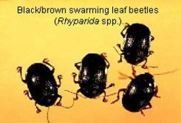 Swarming leaf beetle 