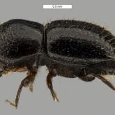 Female polyphagous shot-hole borer (Euwallacea fornicatus)