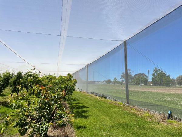 A netted structure enclosing an orchard