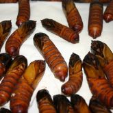 Brown pupae