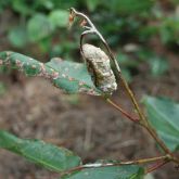 Quambalaria shoot blight on a spotted gum shoot, showing white fruiting structures and distorted leaves