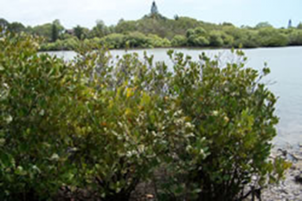 River mangrove tree.