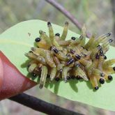 Young sawfly larvae on a eucalypt leaf with raised tails