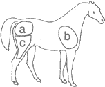 Horse branding positions